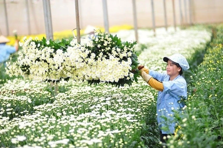 Lá Tre, Hoa Cúc và Xu Hướng Xuất Khẩu Xanh: Ngành Hoa Lá Việt Tăng Trưởng Ấn Tượng